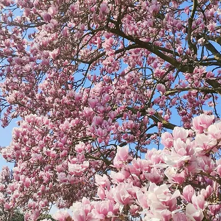 Frühstückspension Albina 3*