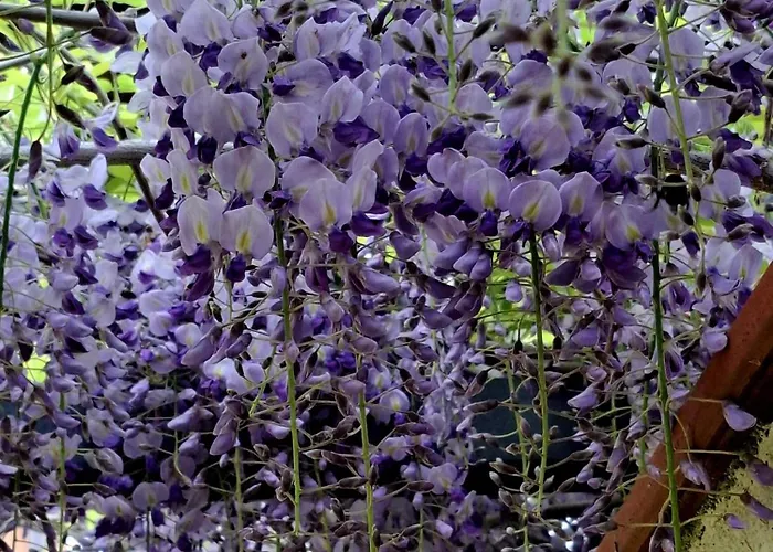 فندق مبيت وإفطار Albina